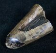 Tyrannosaurus (T-Rex) Tooth Tip - Montana #13856-3